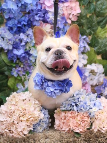 20250613こてつくん